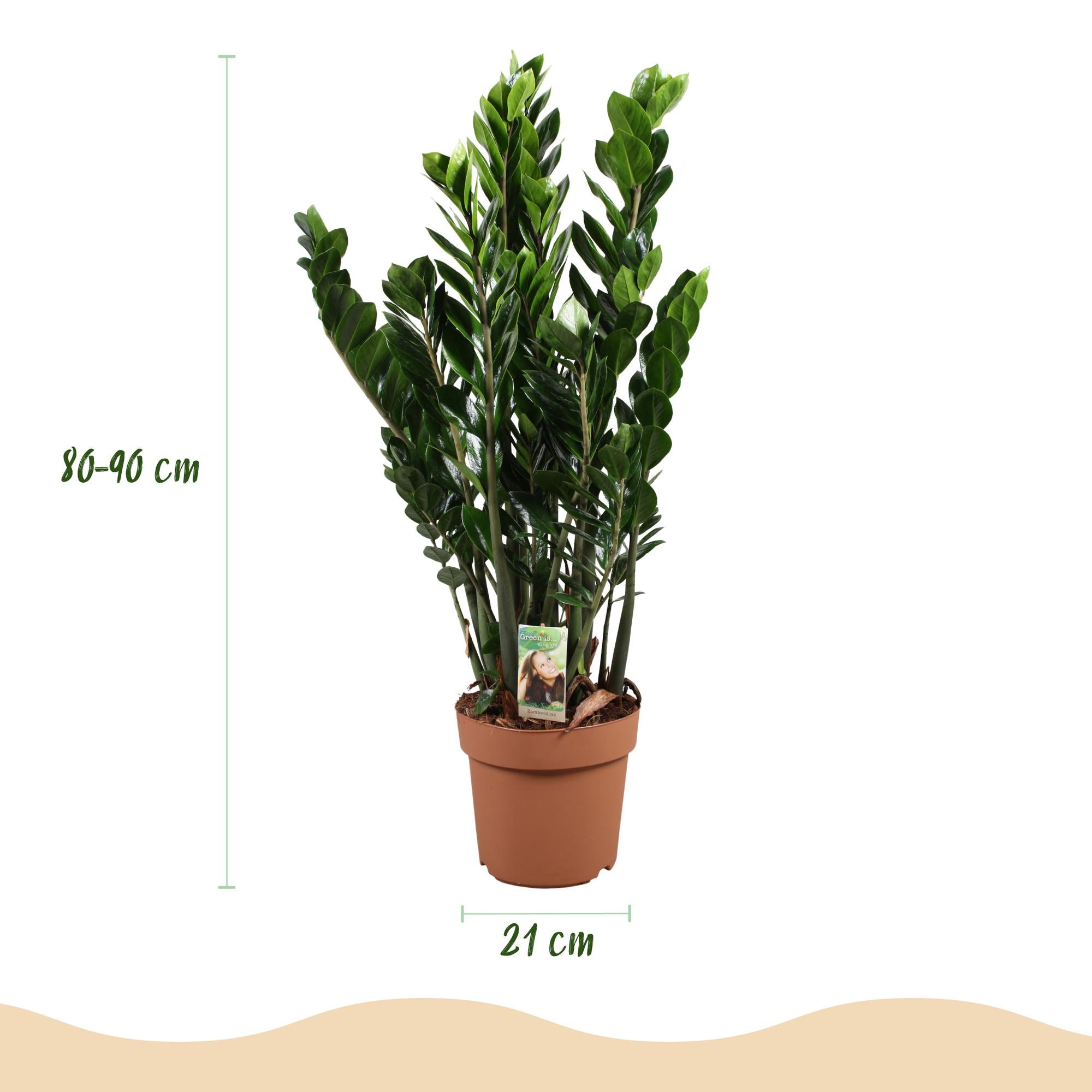 Zamioculcas - ZZ-plant - Weinig onderhoud - Groen - 1 Plant - Pot 21cm - Hoogte 80-90cm