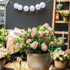 Dwerg Rhododendron - Rhododendron Bloombux Light Pink - Bloeiende Buxus - Weinig Onderhoud - Licht Roze Bloem - 1 Plant - Pot 10,5cm - Hoogte 20-25cm