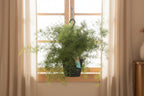 Asparagus Sprengeri Hang - Ø17cm - ↕35cm