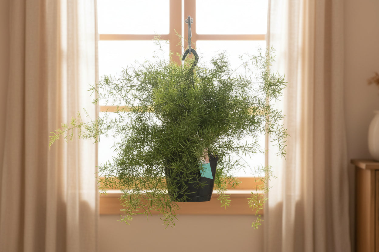 Asparagus Sprengeri Hang - Ø17cm - ↕35cm