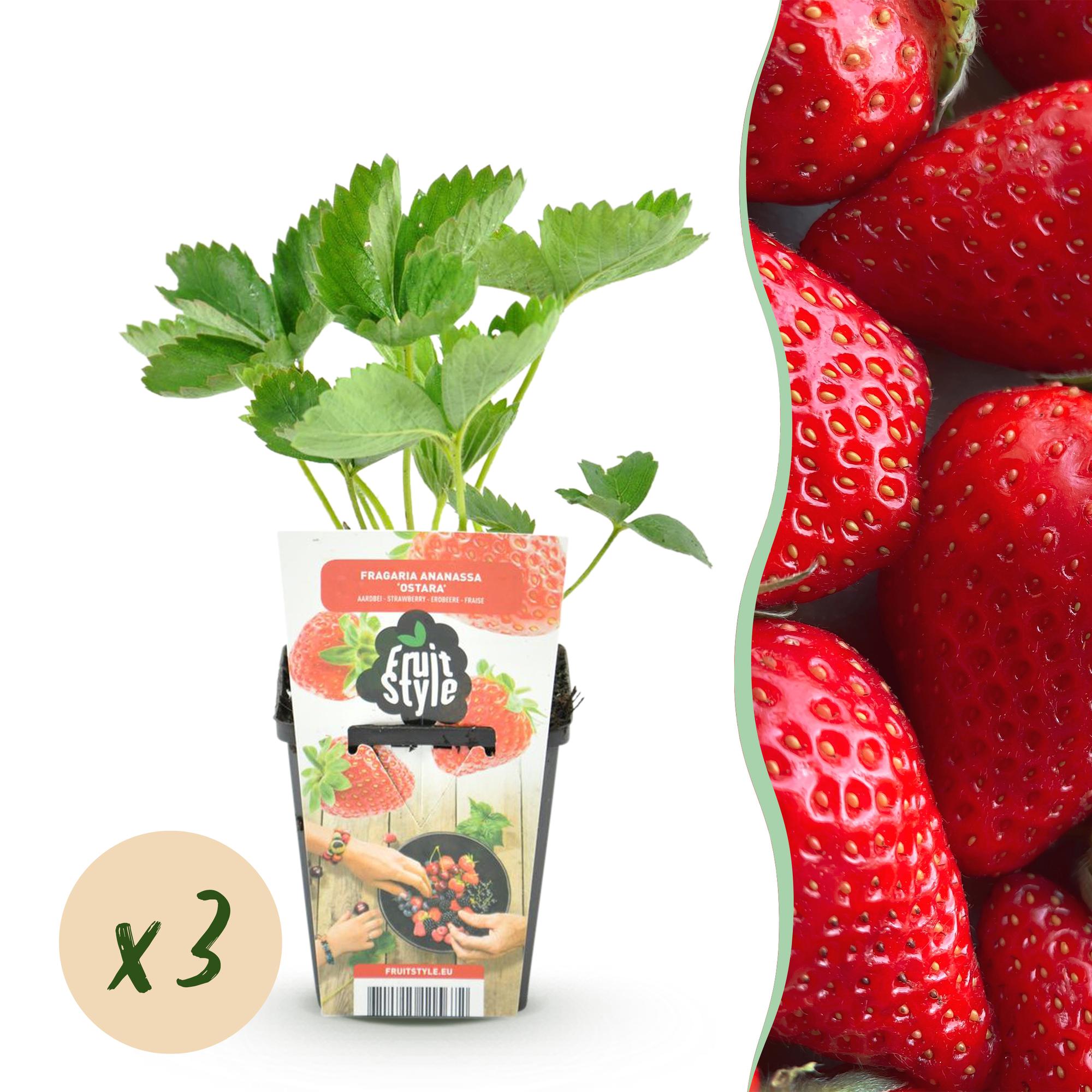 Fruitplanten -3x  Aardbei - Fragaria Elvira - Winterhard - 3 Planten - Pot 9 cm - Rode Aardbei
