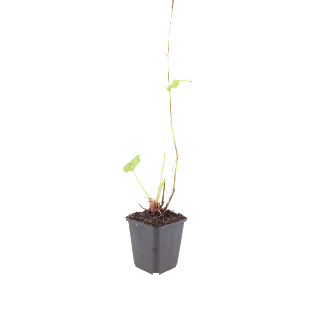 6x Persicaria a. 'Blackfield' - ↕10-25cm - Ø9cm
