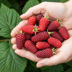 Fruitplanten - 3x Taybes - Rubus Tayberry - Winterhard - 3 Planten - Pot 9 cm - Rode Bes