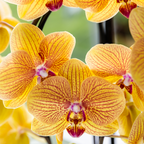 Oranje phalaenopsis orchidee potmaat Ø12cm | Sunny Bunny | bloeiende kamerplant - vers van de kweker