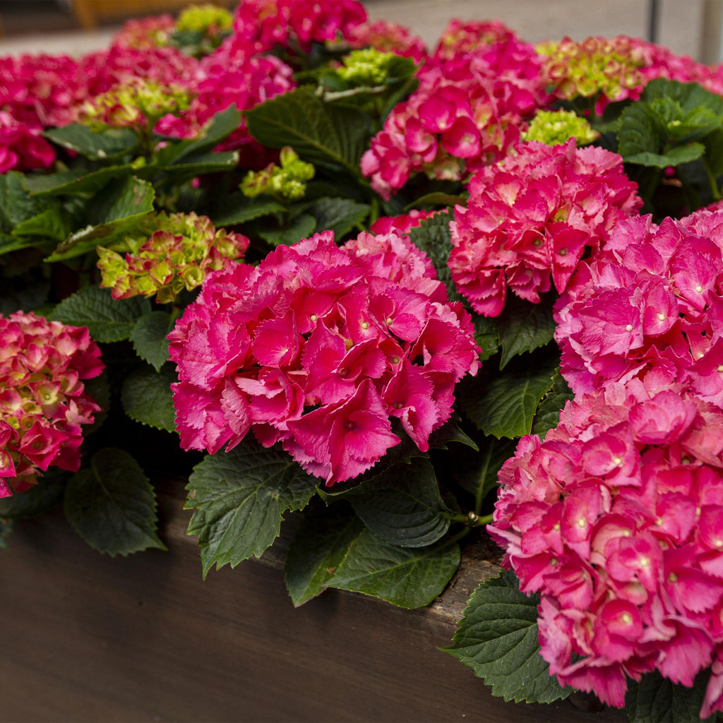 Hydrangea macrophylla Rood - Hortensia - Winterhard - Rood - 3 Planten - Pot 12cm - Hoogte Hoogte 20-30cm
