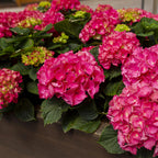 Hydrangea macrophylla Rood - Hortensia - Winterhard - Rood - 3 Planten - Pot 12cm - Hoogte Hoogte 20-30cm