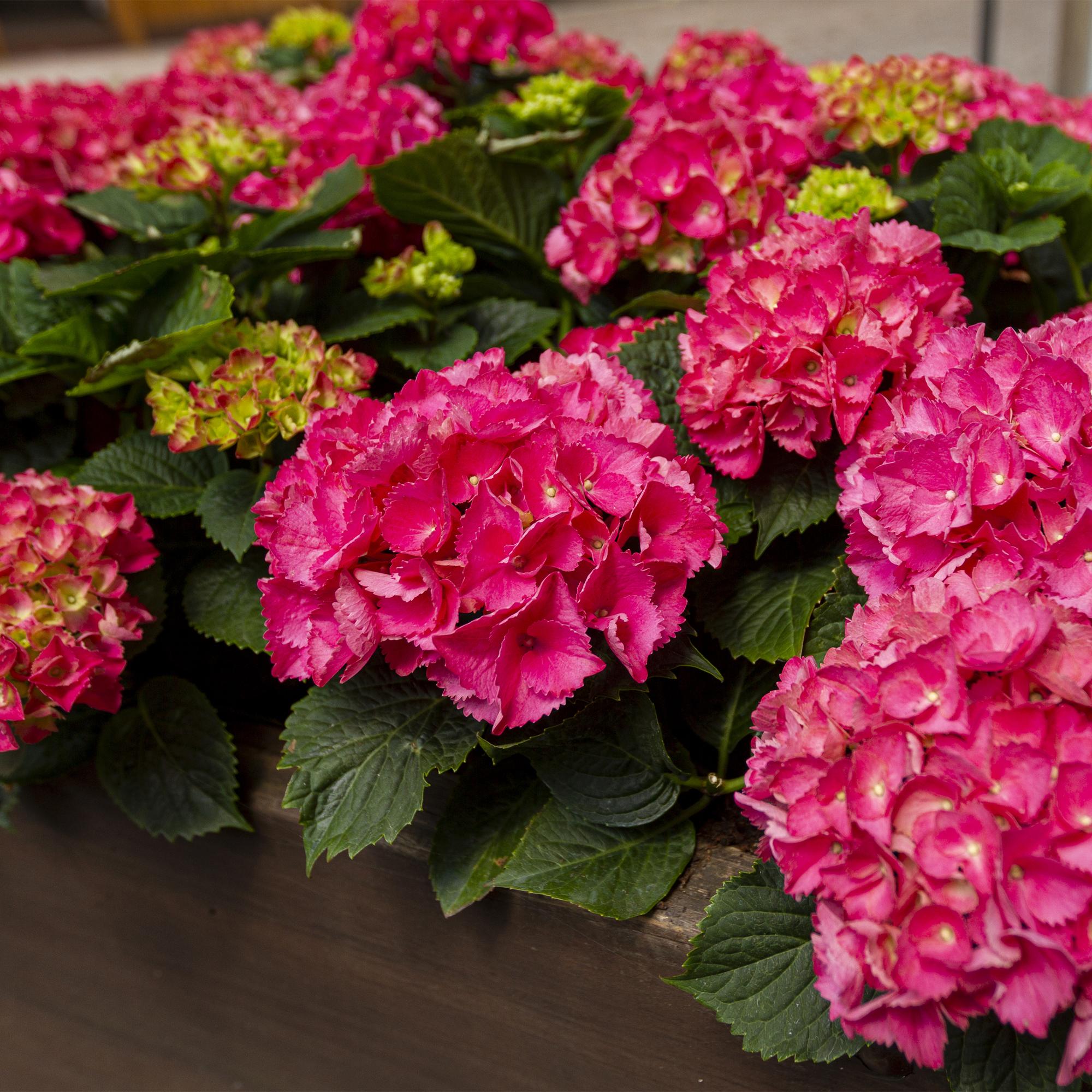 Hydrangea macrophylla Rood - Hortensia - Winterhard - Rood - 3 Planten - Pot 12cm - Hoogte Hoogte 20-30cm