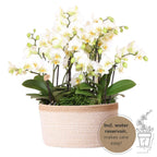 witte plantenset in Cotton Basket incl. waterreservoir | drie witte orchideeën Lausanne 9cm en drie groene planten | Jungle Bouquet wit met zelfvoorzienend waterreservoir