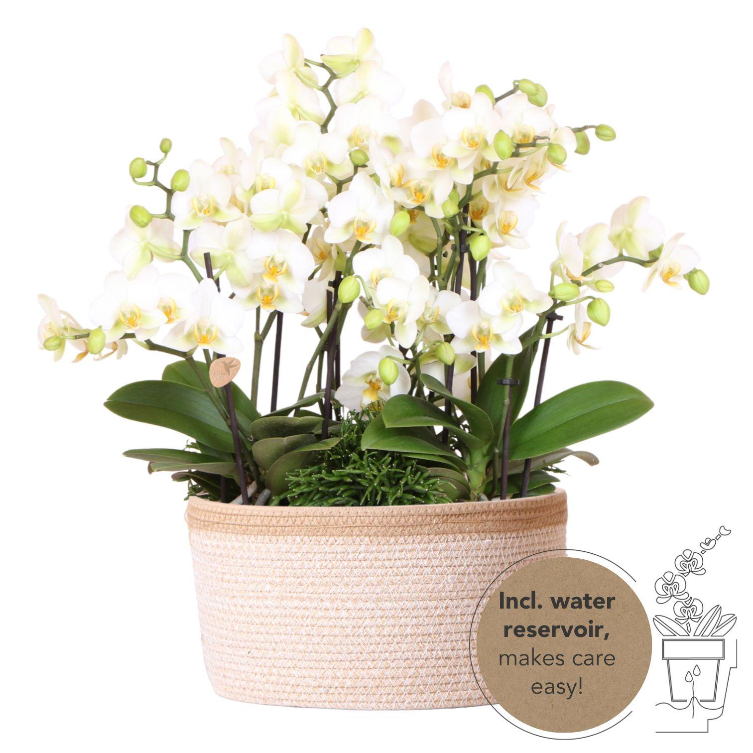 witte plantenset in Cotton Basket incl. waterreservoir | drie witte orchideeën Lausanne 9cm en drie groene planten | Jungle Bouquet wit met zelfvoorzienend waterreservoir
