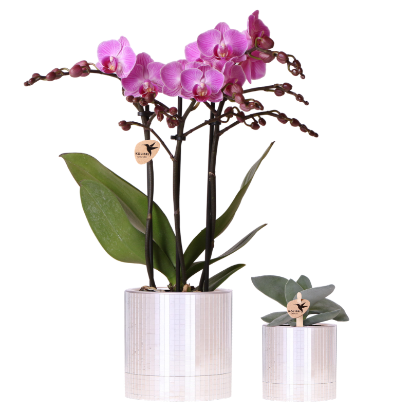 Plantenset Disco | Paarse Vienna orchidee Ø9cm + Succulent incl. keramieken sierpotten