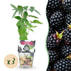 Fruitplanten -3x  Doornloze Braam - Rubus Thornfree - Winterhard - 3 Planten - Pot 9 cm - Zwarte Braam