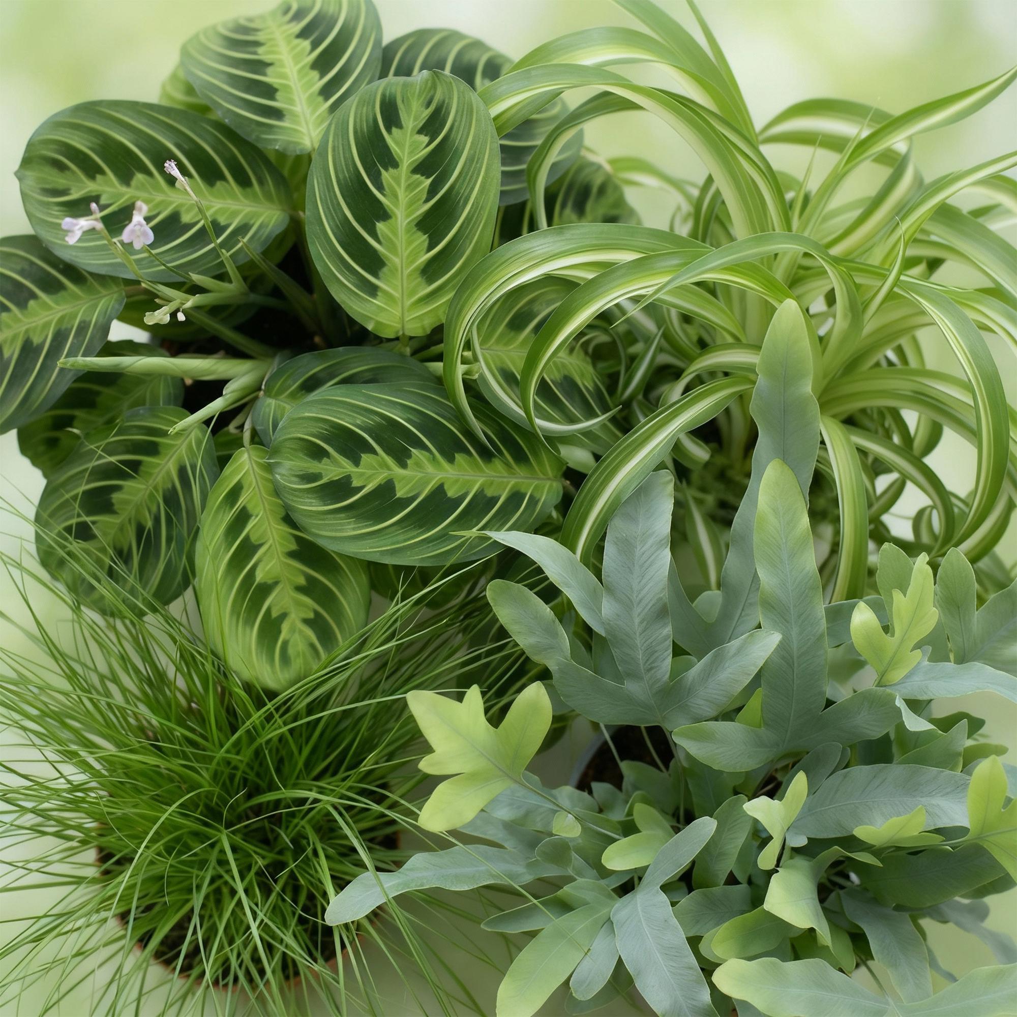 Kamerplant mix van 4 stuks- Chlorophytum - Cyperus - Phlebodium - Marantha - Mix van 4 - Huisdiervriendelijke Planten - Groen - 4 Planten - Pot 12cm - Hoogte 25cm