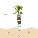 Fruitplant - Actinidia arguta Weiki - Kiwiplant - Mannelijk - Rode - Paarse Vruchtjes - 1 Plant - Pot 15cm - Hoogte 50cm