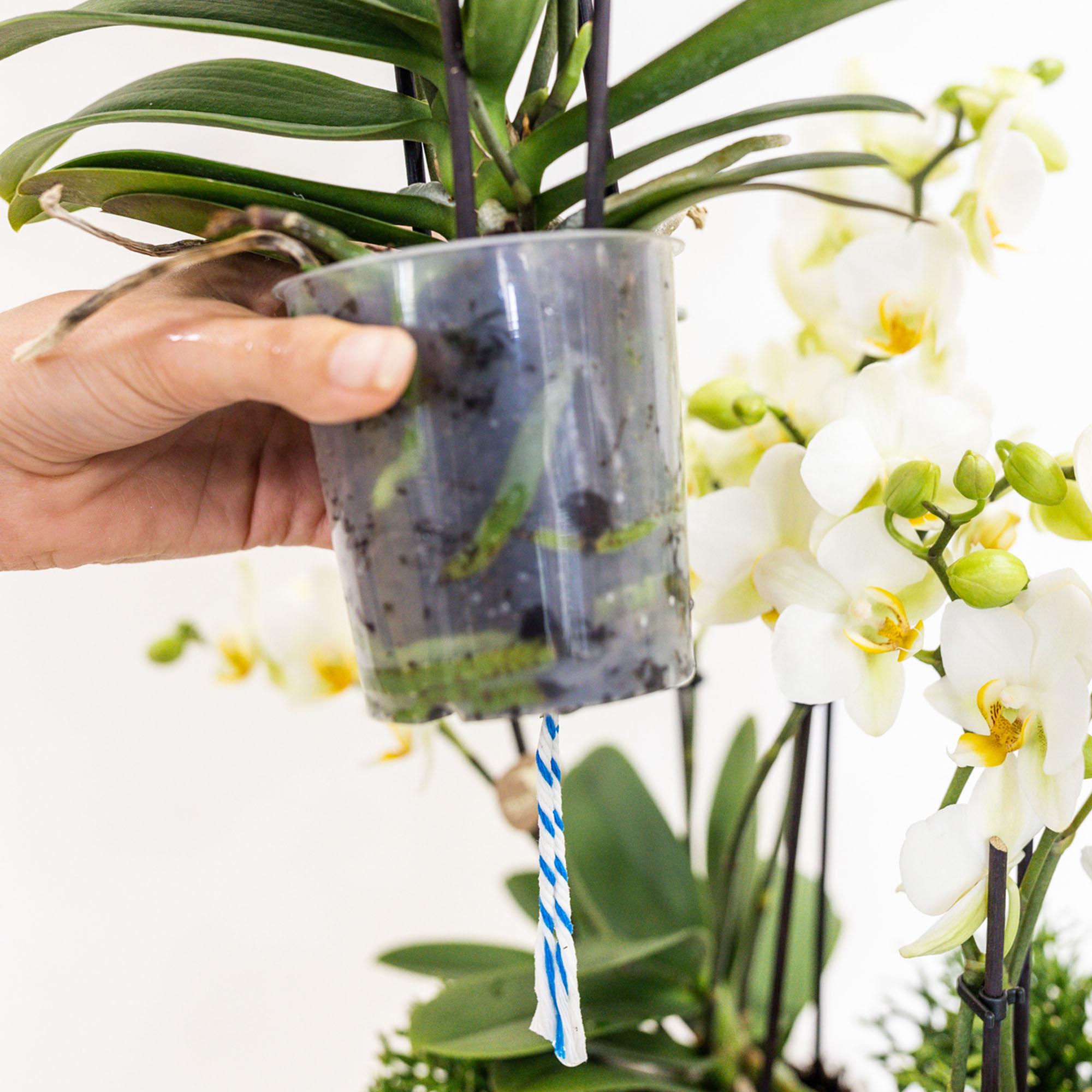 witte plantenset in Cotton Basket incl. waterreservoir | drie witte orchideeën Lausanne 9cm en drie groene planten | Jungle Bouquet wit met zelfvoorzienend waterreservoir