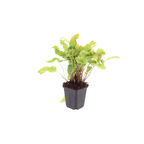 6x Asplenium scolopendrium - ↕10-25cm - Ø9cm