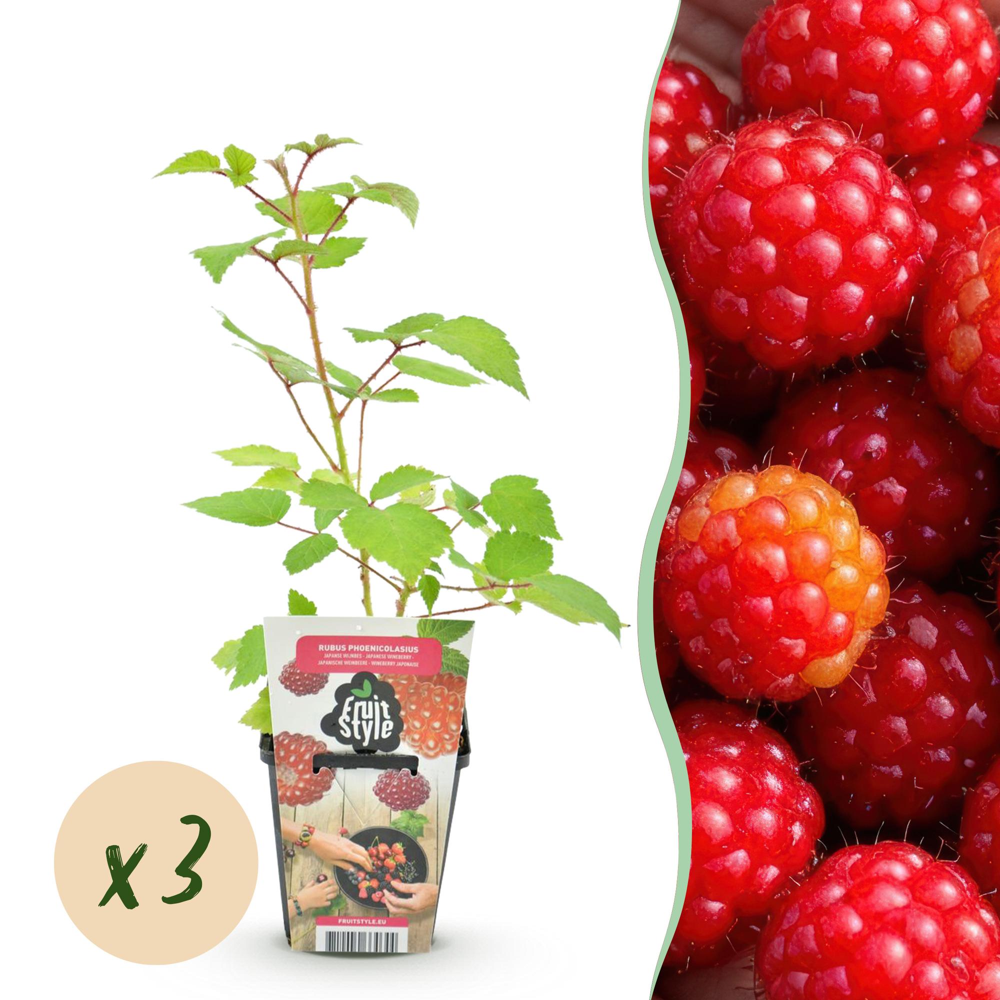 Fruitplanten - 3xJapanse Wijnbes - Rubus Phoenicolasius - Winterhard - 3 Planten - Pot 9 cm - Rode Bes