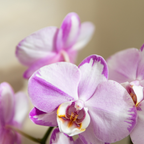 Roze Niagara Falls orchidee + Poppy roze sierpot – potmaat Ø12cm | bloeiende kamerplant – vers van de kweker