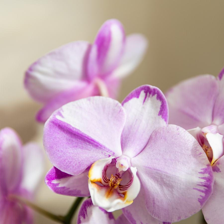 Roze Niagara Falls orchidee + Poppy roze sierpot – potmaat Ø12cm | bloeiende kamerplant – vers van de kweker