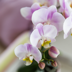Roze orchidee Portugal + Bloom sierpot - potmaat Ø9cm | bloeiende kamerplant - vers van de kweker