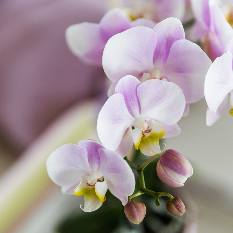 Roze orchidee Portugal + Bloom sierpot - potmaat Ø9cm | bloeiende kamerplant - vers van de kweker