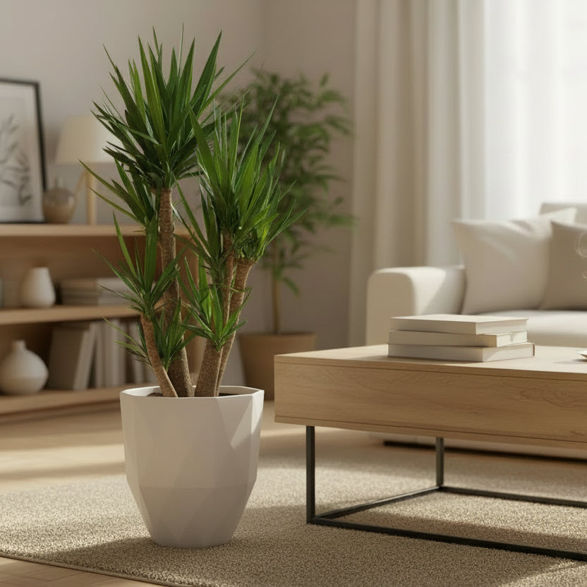 Yucca Elephantipes vertakt - 190 cm - ø55