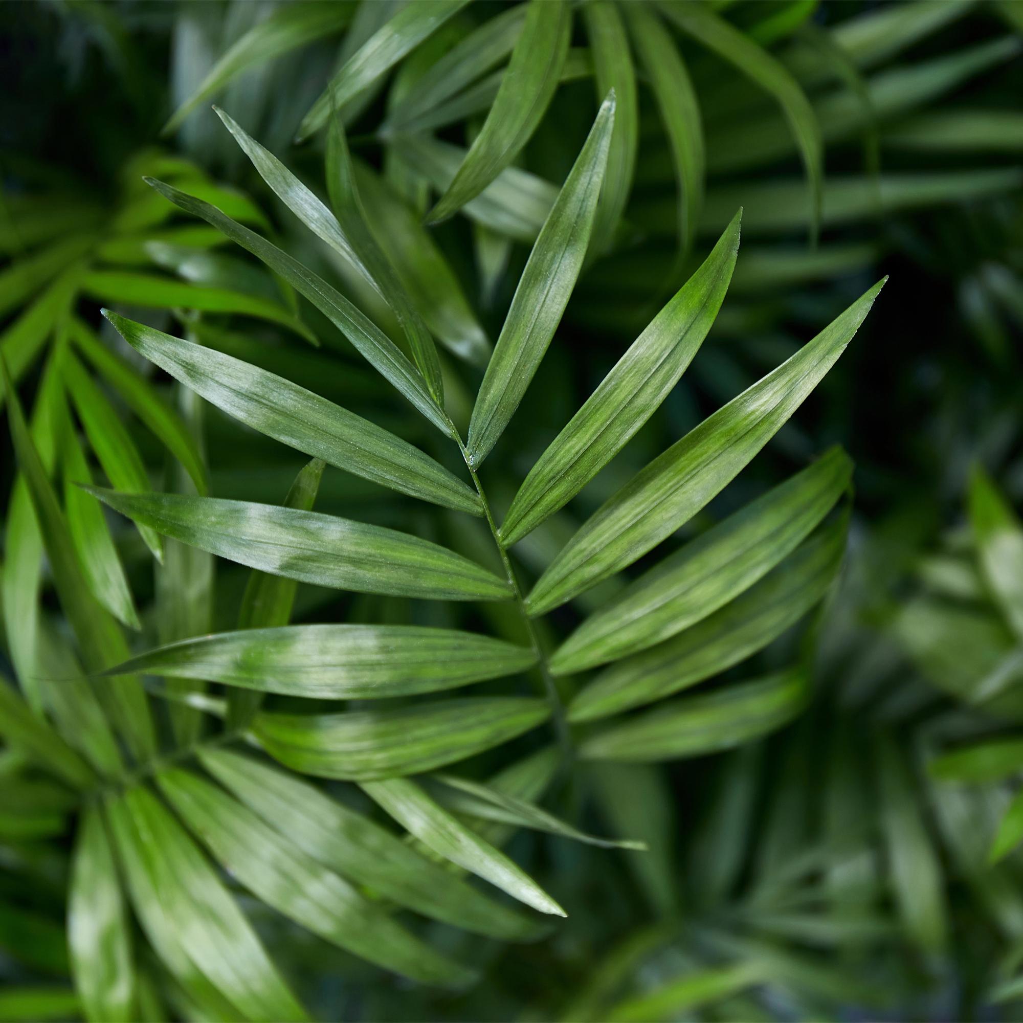 Kamerplant 2 Stuks - Chamaedorea elegans - Goudpalm - Huisdiervriendelijk - Groen - 2 Planten - Pot 12cm - Hoogte 35-40cm