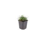 12x Armeria m. 'Splendens' - ↕10-25cm - Ø9cm