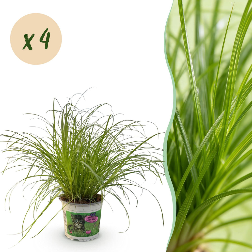 Kattengras 4 stuks  - Cyperus alternifolius Zumula - Kattengras - Huisdiervriendelijk - Groen - 4 Planten - Pot 12cm - Hoogte 28-30cm