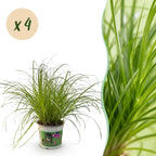 Kattengras 4 stuks  - Cyperus alternifolius Zumula - Kattengras - Huisdiervriendelijk - Groen - 4 Planten - Pot 12cm - Hoogte 28-30cm