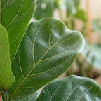 Ficus Lyrata met Potter pot grijs - 80cm - Ø21