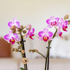 Roze phalaenopsis orchidee potmaat Ø9cm | Switzerland | bloeiende kamerplant - vers van de kweker