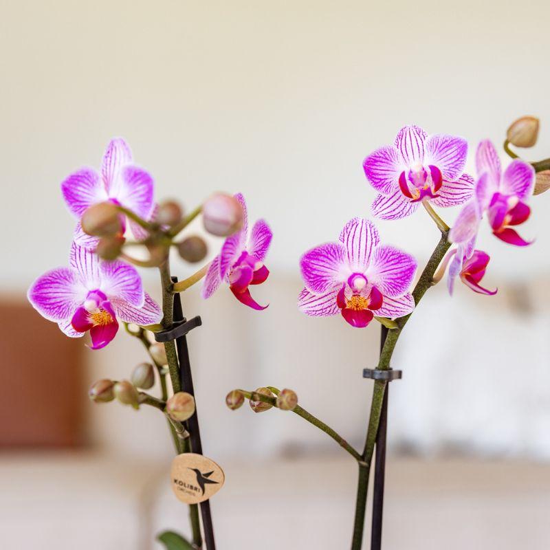 Roze phalaenopsis orchidee potmaat Ø9cm | Switzerland | bloeiende kamerplant - vers van de kweker