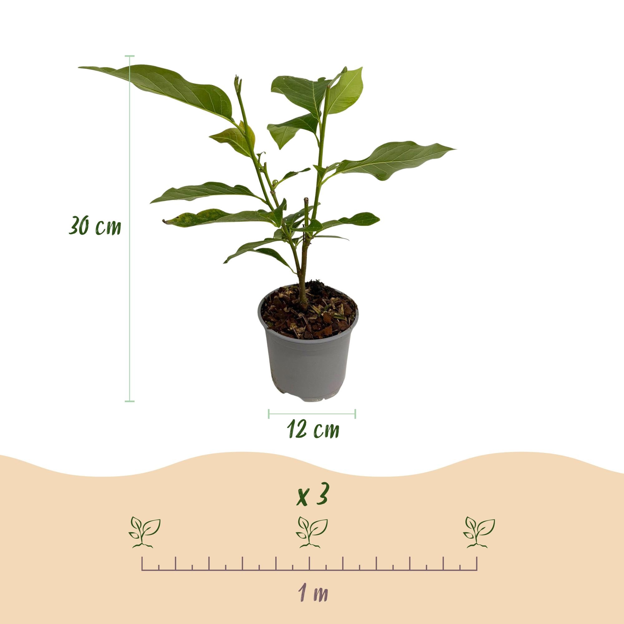 Magnolia Tricolour - Bloem Wit-Roze-Paars - 3 Planten - Bladverliezend - Weinig Onderhoud - Pot 12cm Hoogte 30cm