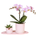 Gift Set Bloom roze | Roze Phalaenopsis orchidee Portugal met groene plant in Bloom roze sierpotten op Cloud plate roze