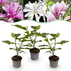 Magnolia Tricolour - Bloem Wit-Roze-Paars - 3 Planten - Bladverliezend - Weinig Onderhoud - Pot 12cm Hoogte 30cm