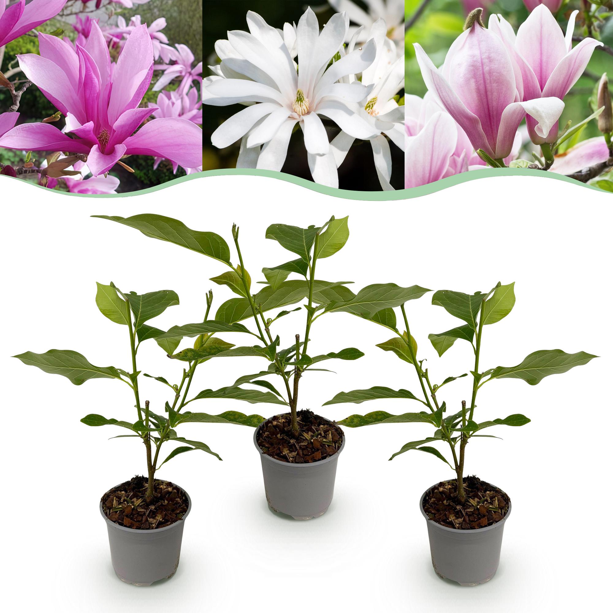 Magnolia Tricolour - Bloem Wit-Roze-Paars - 3 Planten - Bladverliezend - Weinig Onderhoud - Pot 12cm Hoogte 30cm
