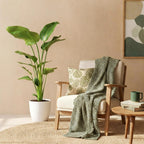 Strelitzia Nicolai - Paradijsvogelbloem - Weinig onderhoud - Groen - 1 Plant - met Potter Wit - Pot 21cm - Hoogte 110-120cm