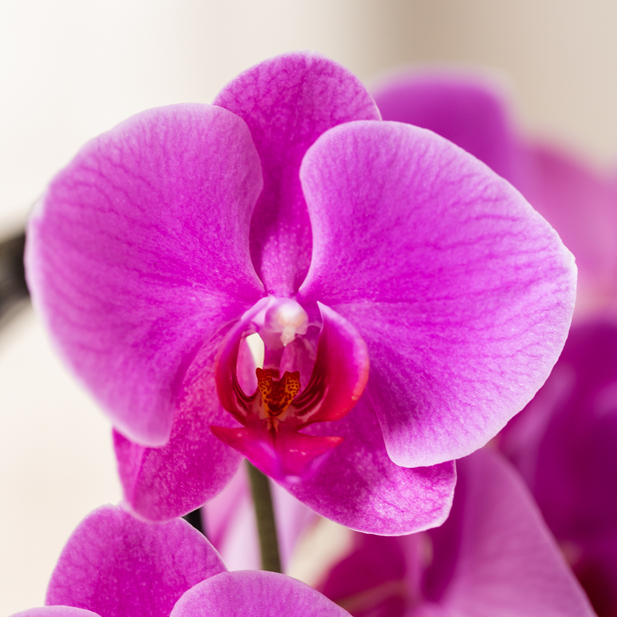 Paarse phalaenopsis orchidee potmaat Ø12cm | Freeride | bloeiende kamerplant - vers van de kweker
