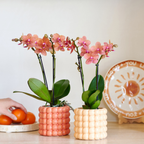 Plantenset Poppy Orange Orchids | Oranje orchidee Bolzano incl. keramieken sierpotten