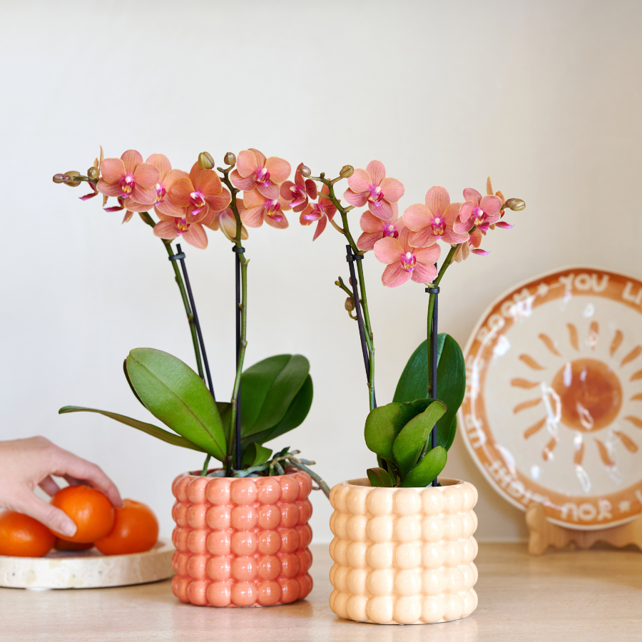 Plantenset Poppy Orange Orchids | Oranje orchidee Bolzano incl. keramieken sierpotten