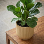 ELHO Vibes Fold 14cm geel