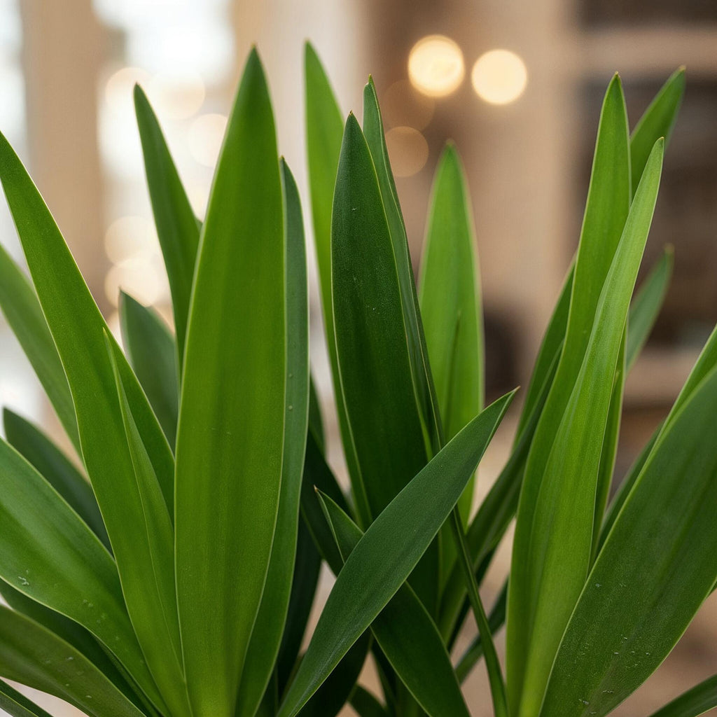 Yucca elephantipes - Yucca - Weinig onderhoud - Groen - 1 - Pot 14cm - Hoogte 55cm