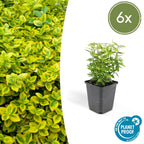 6x Euonymus fort. 'Emerald 'n Gold’ - ↕10-25cm - Ø9cm