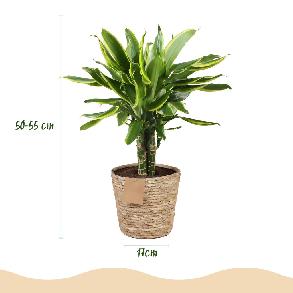 Dracaena fragrans Golden Coast - Drakenbloedboom - Weinig onderhoud - met mand - Groen - 1 Plant - Pot 17cm - Hoogte 50-55cm