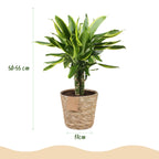 Dracaena fragrans Golden Coast - Drakenbloedboom - Weinig onderhoud - met mand - Groen - 1 Plant - Pot 17cm - Hoogte 50-55cm