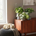 Kamerplant set van 3  - Marantha Silverband, Marantha Lemon Lime Marantha Kerchoveana - Gebedsplant - Huisdiervriendelijke Plant - Groen - 3 Planten - Pot 12cm - Hoogte 25cm