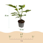 Tuinplant - Magnolia Genie - Bloem Paars - 1 Plant - Bladverliezend - Weinig Onderhoud - Pot 12cm Hoogte 30cm
