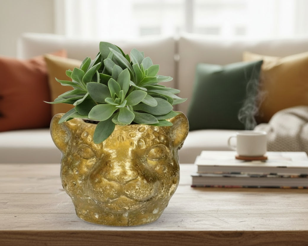 Senecio Cephalophorus - Ø10,5cm - ↕15cm + Planter Luipaard D12x9,5cm - Goud