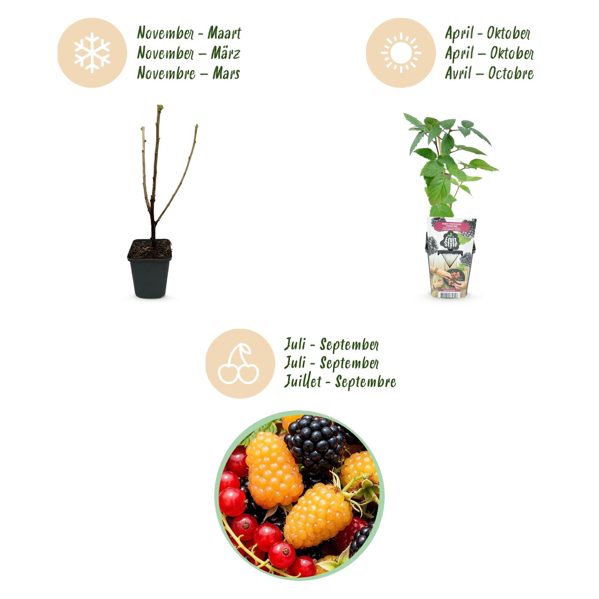 Fruitplanten - Tricolour - Rode Bes - Gele Framboos - Zwarte Braam  - Winterhard - 3 Planten - Pot  9cm