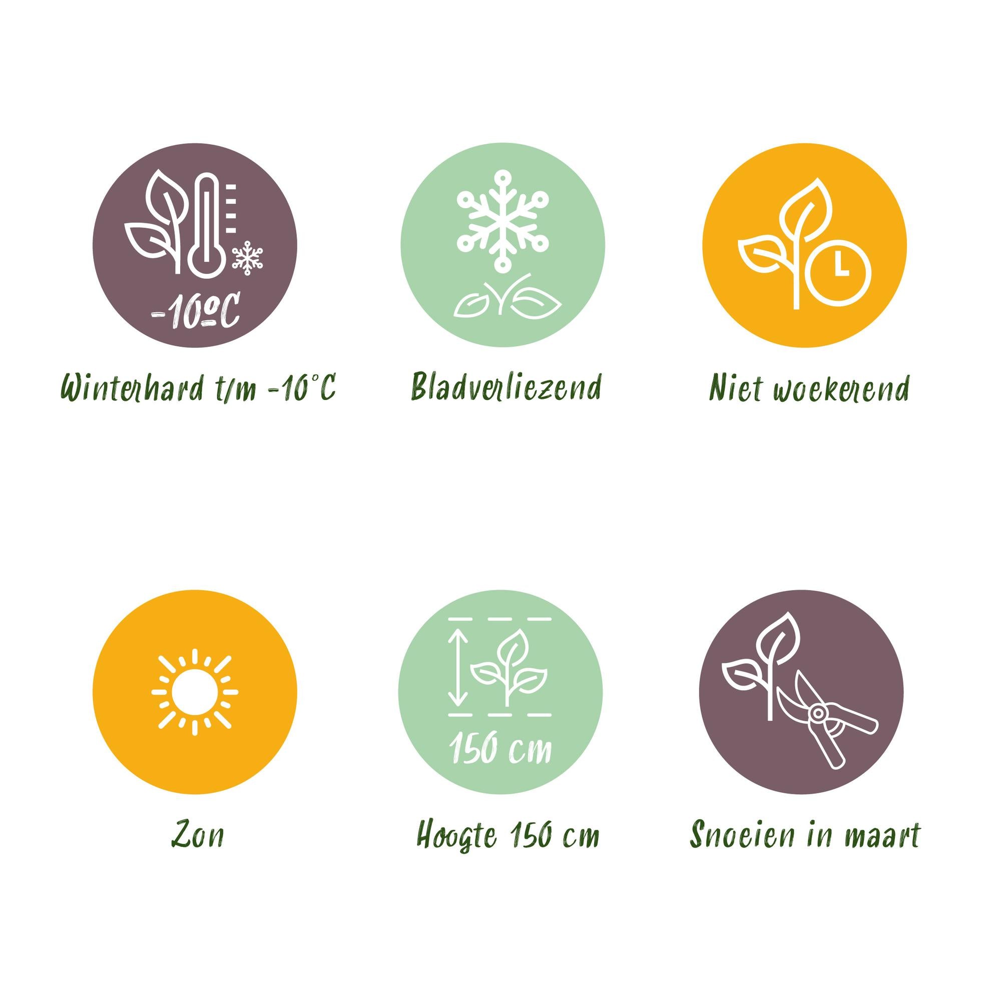 Plant op Stam - Ficus carica Little Miss Figgy - Terras Plant - Bladverliezend - Winterhard - Groene Vrucht - Pot 19cm Hoogte 90cm